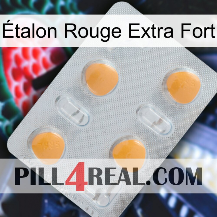 Étalon Rouge Extra Fort 24